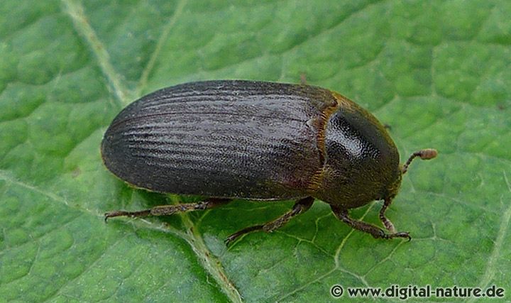 Gestreifter Speckkäfer Dermestes bicolor