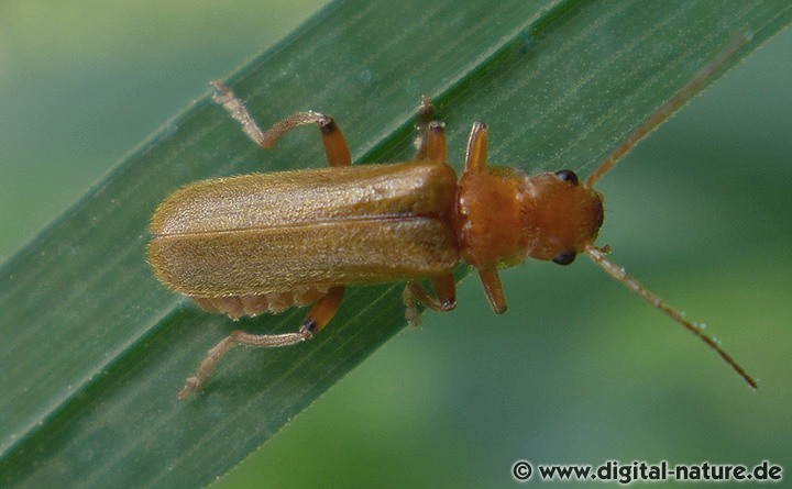 Weichkäfer Cantharis cryptica