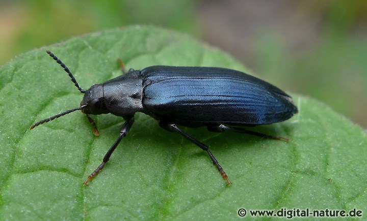 Schwarzblauer Düsterkäfer Melandrya caraboides