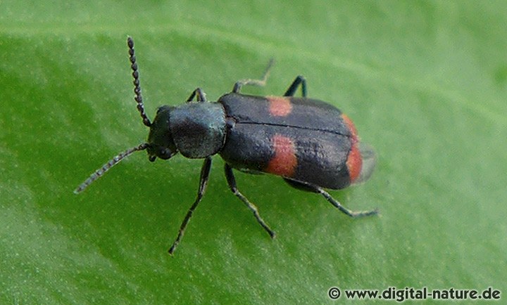 Gebänderter Warzenkäfer Anthocomus fasciatus