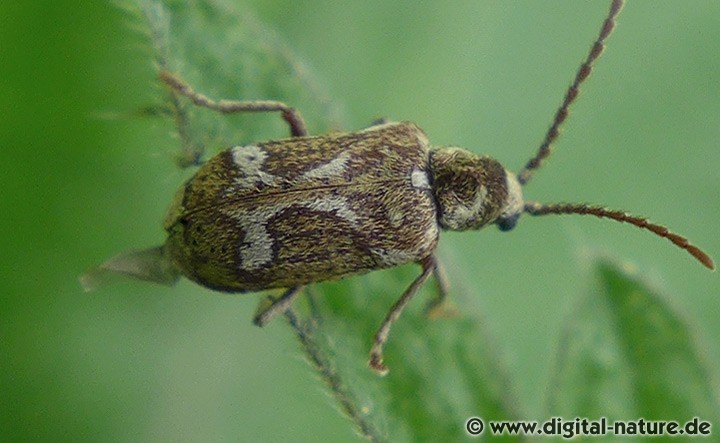 Hellfarbener Nagekäfer Hedobia imperialis