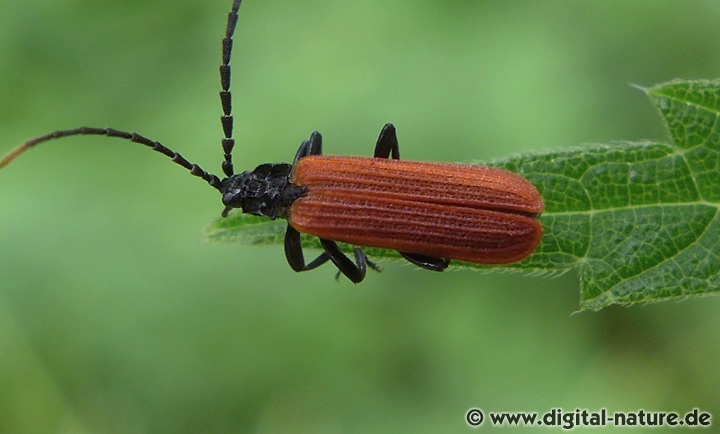 Kleiner Rotdeckenkäfer Platycis minutus