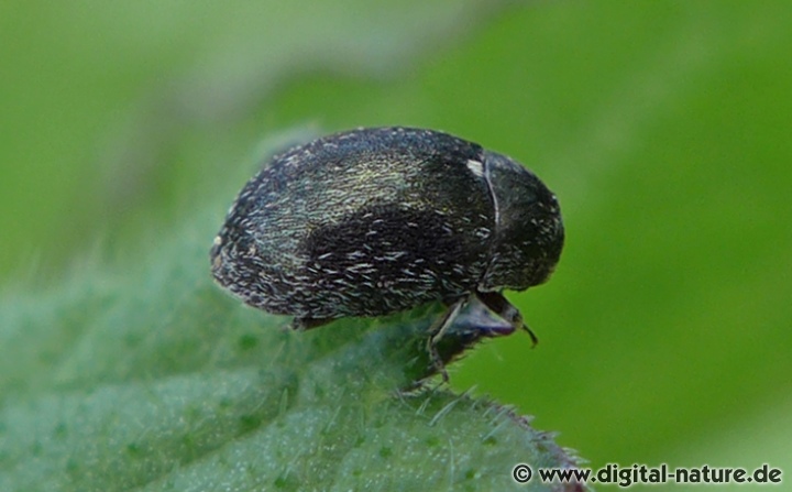 Pillenkäfer Morychus aeneus