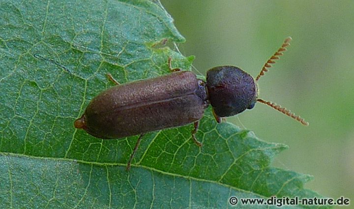 Gekämmter Nagekäfer Ptilinus pectinicornis