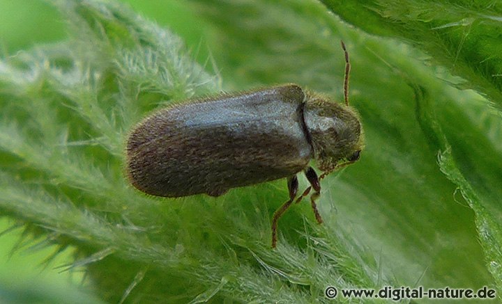 Dickfuß-Pochkäfer Xestobium plumbeum