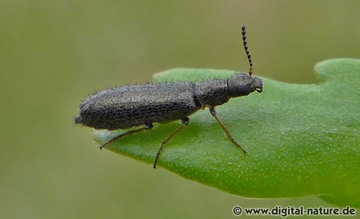 Bleischwarzer Wollhaarkäfer Dasytes plumbeus