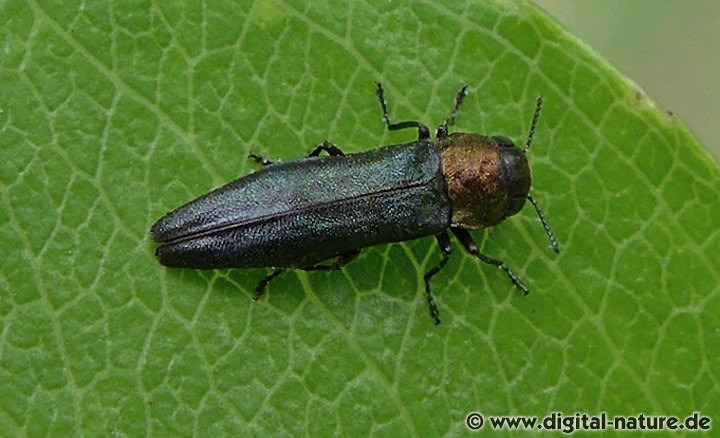 Rotblauer Pappel-Prachtkäfer Agrilus pratensis
