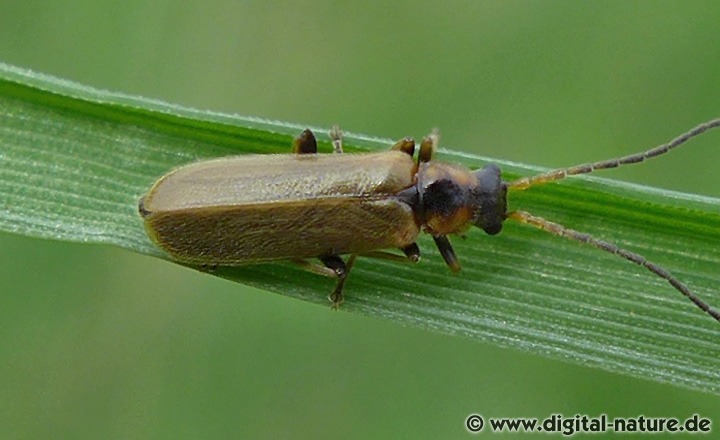 Rhagonycha limbata findet man auf Lichtungen