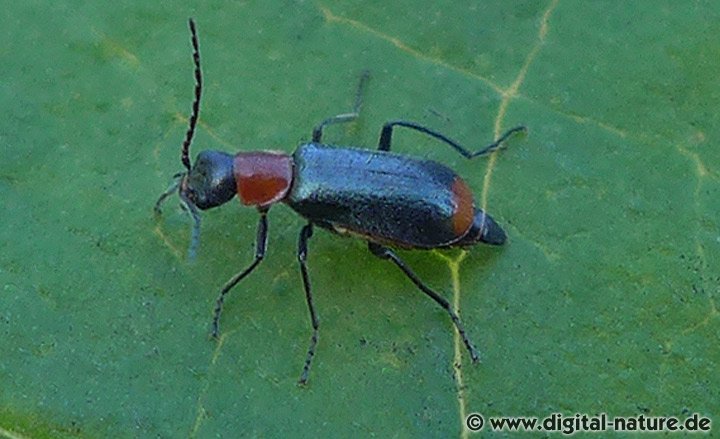 Zipfelkäfer Axinotarsus ruficollis Weibchen