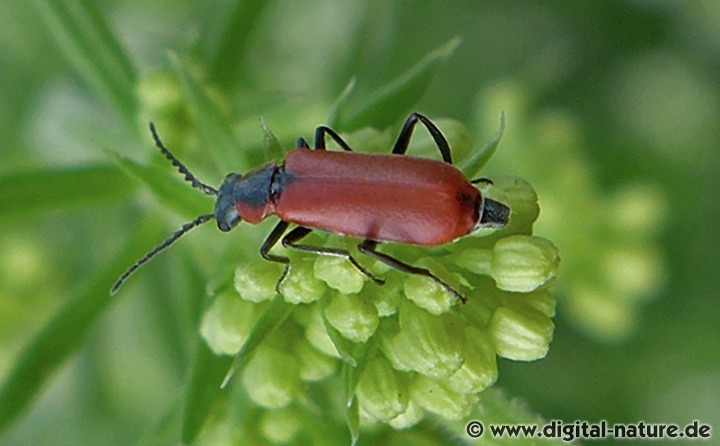 Roter Zipfelkäfer (Anthocomus rufus, syn. A. coccineus)