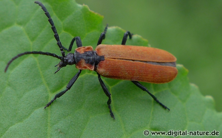 Rüssel-Rotdeckenkäfer Lygistopterus sanguineus