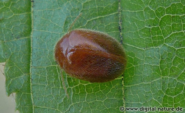 Prionocyphon serricornis