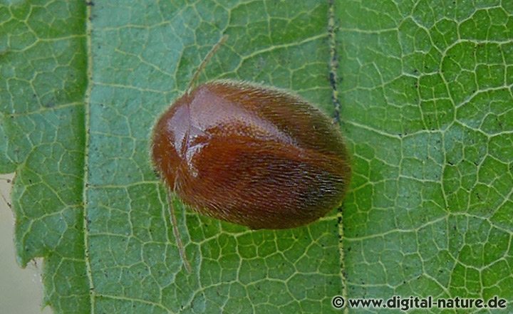 Prionocyphon serricornis