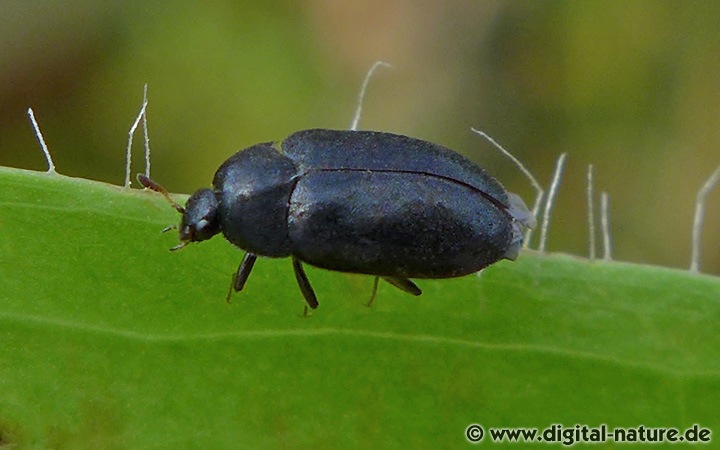 Dunkler Pelzkäfer Attagenus unicolor