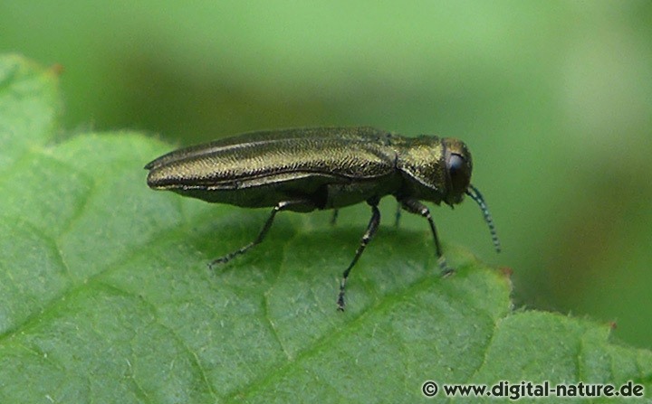 Die Arten der Prachtkäfer Gattung Agrilus