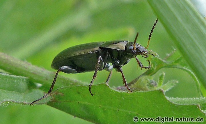 Amara similata Unterscheidung und Verbreitung