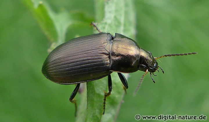 Gewöhnlicher Kanalkäfer Amara similata