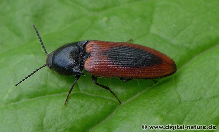 Blutroter Schnellkäfer Merkmale