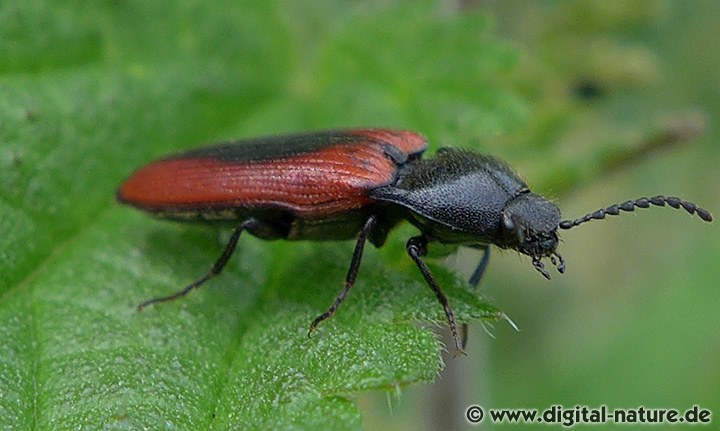 Ampedus sanguinolentus Lebensräume