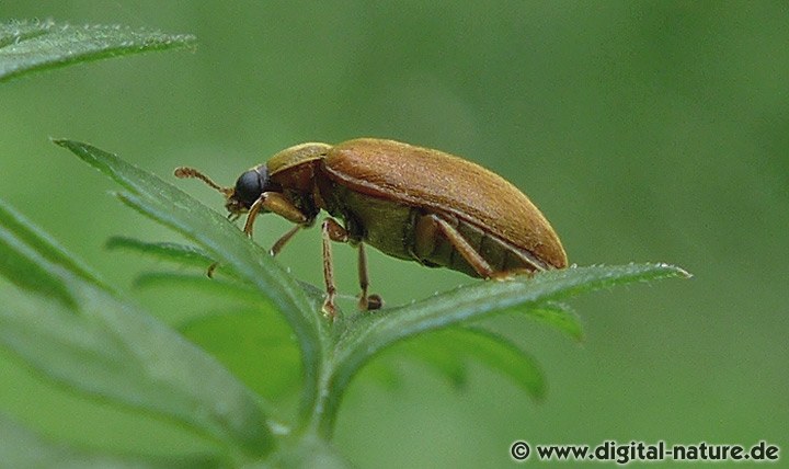 Den Blütenfresser Byturus ochraceus findet man auf verschiedenen Blüten