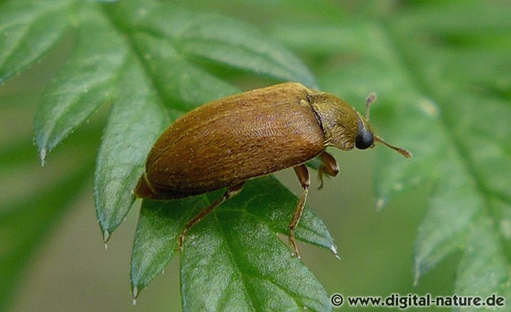 Die geschlüpften Larven fressen an den Blüten