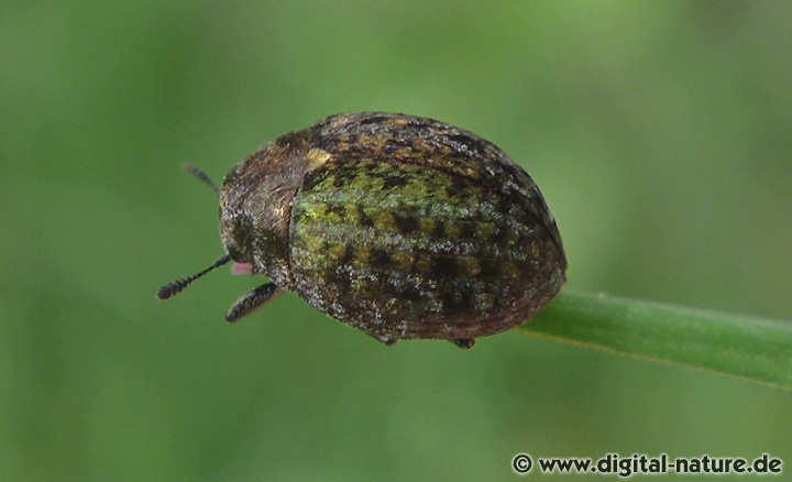Veränderlicher Pillenkäfer Cytilus sericeus
