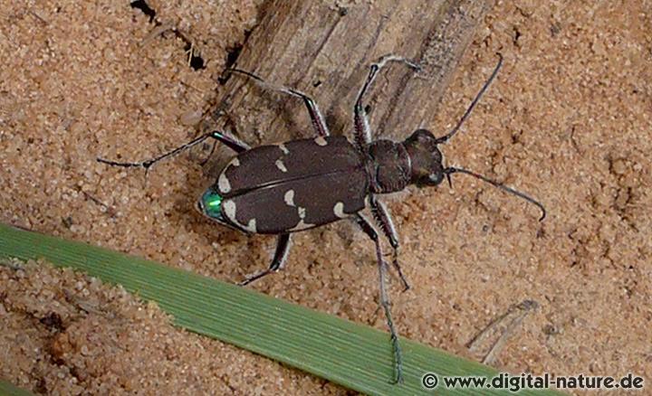 Dünen-Sandlaufkäfer Cicindela hybrida