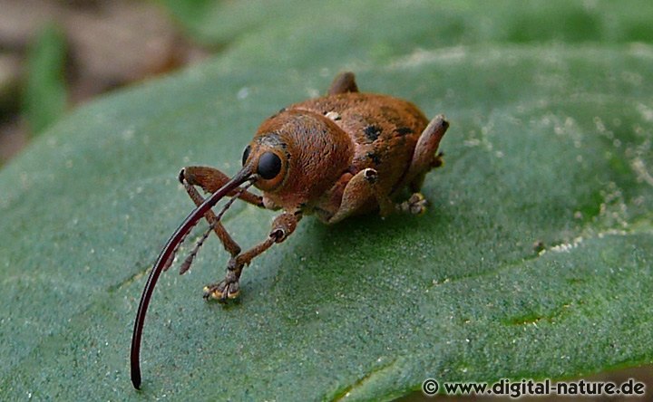 Eichelbohrer Weibchen