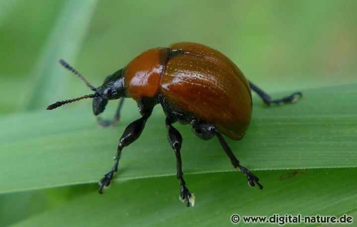 Eichenblattroller Attelabus nitens