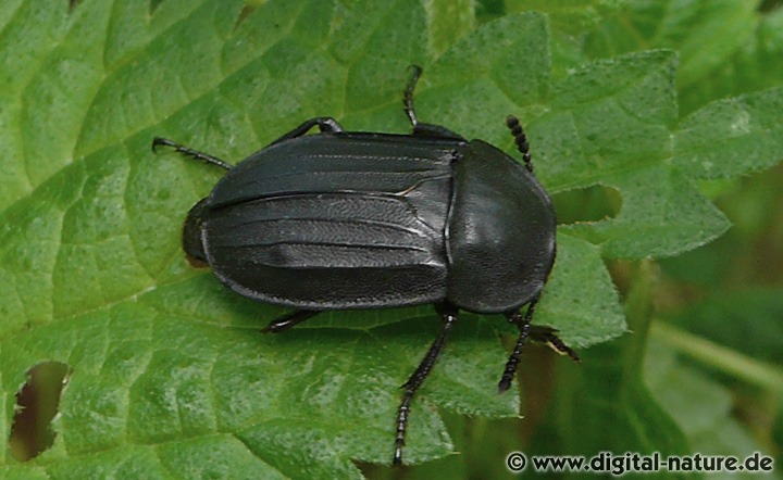 Silpha tristis findet man im Waldbiotop