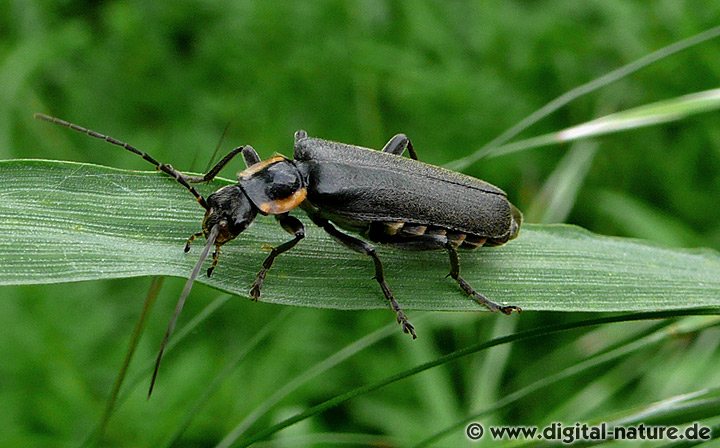 Dunkler Fliegenkäfer Cantharis cf. obscura