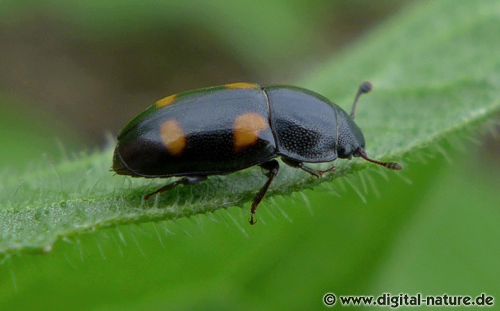 Man findet Glischrochilus hortensis an faulenden Pilzen oder in Komposthaufen