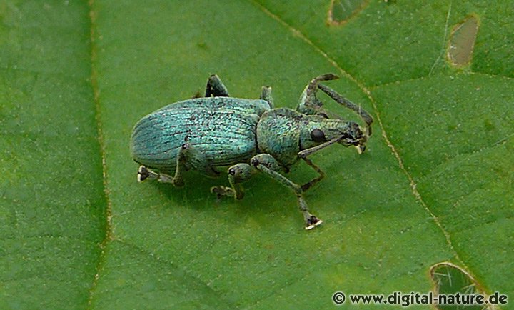 Phyllobius pomaceus Männchen