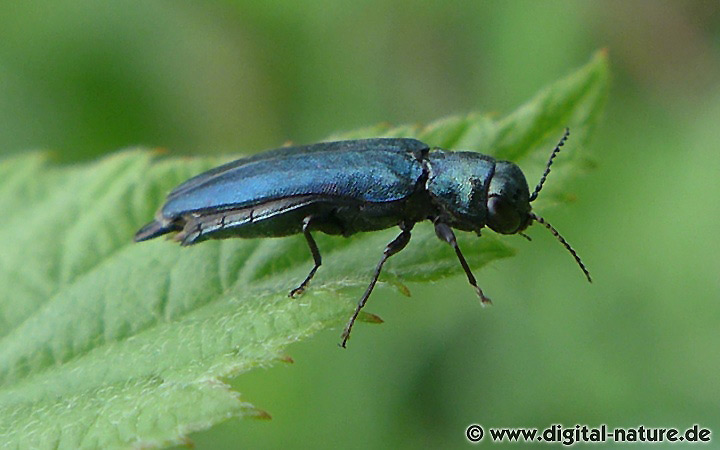 Agrilus cyanescens findet man an Waldrändern