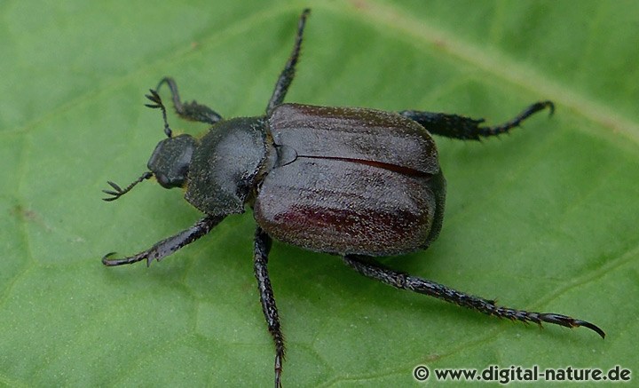 Die im Boden lebenden Larven ernähren sich von Wurzeln