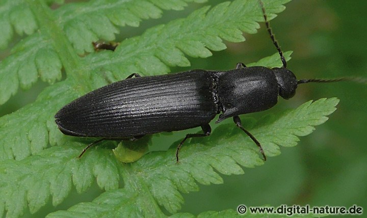 Wald-Humusschnellkäfer (Ectinus aterrimus)