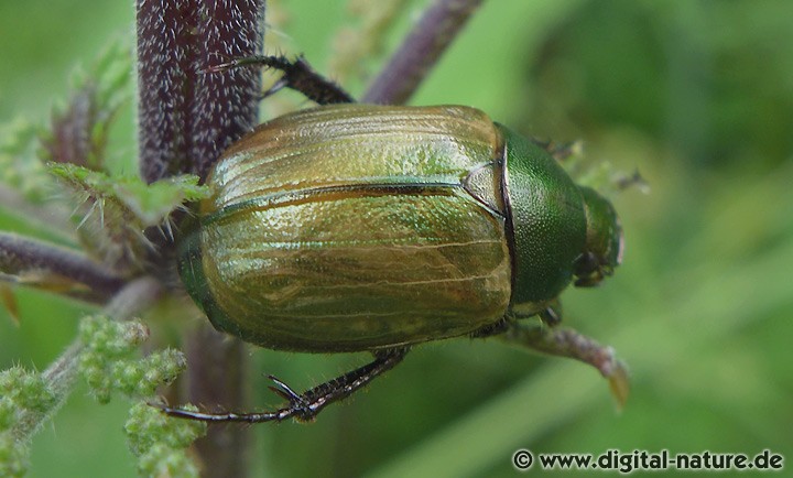 Kleiner Julikäfer Anomala dubia