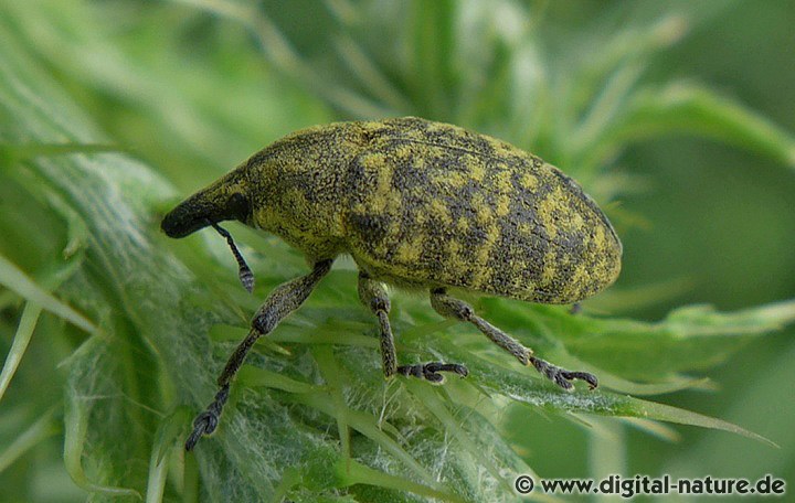 Larinus turbinatus Lebensräume und Merkmale