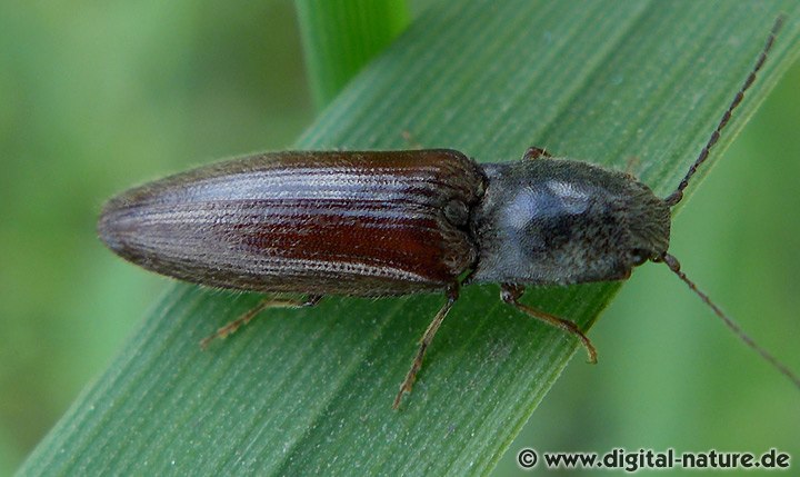 Rotbauchiger Laubschnellkäfer Athous haemorrhoidalis