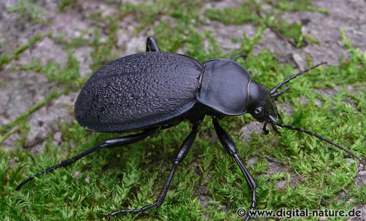 Lederlaufkäfer Carabus coriaceus