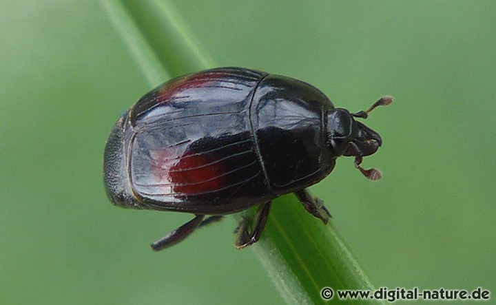 Stutzkäfer Margarinotus purpurascens