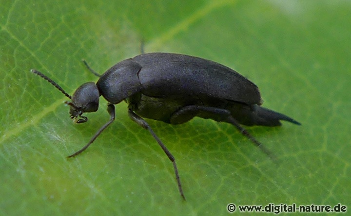 Schwarze Stachelkäfer (Mordellidae) nach Foto bestimmen