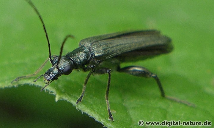 Oedemera virescens findet man an Waldrändern oder auf der Wiese