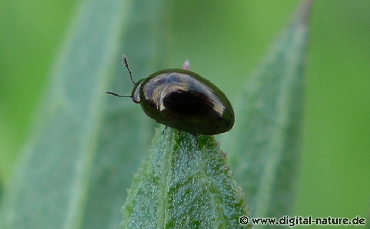 Die nur 3,5mm langen Glattkäfer (Phalacridae)