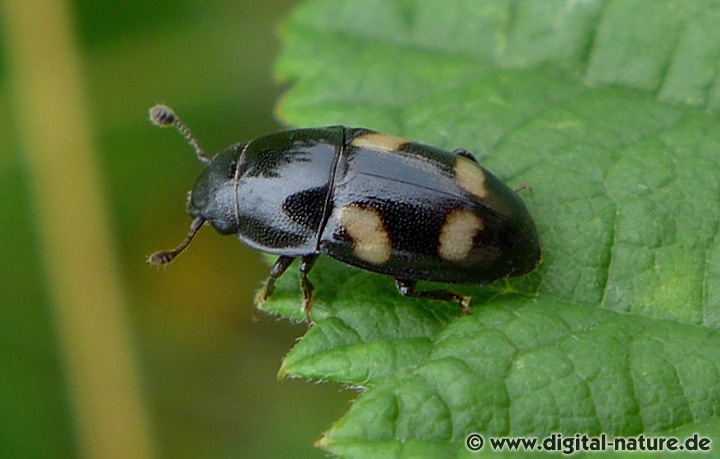 Glischrochilus quadrisignatus ist ursprünglich in Nordamerika beheimatet