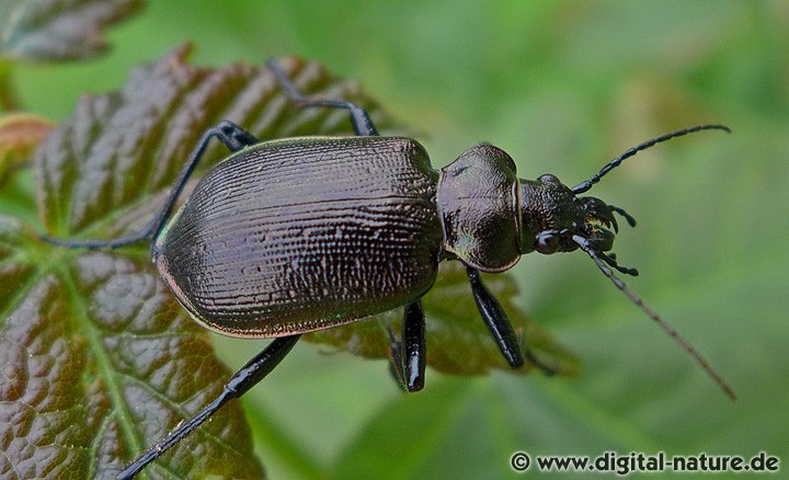 Calosoma inquisitor Weibchen