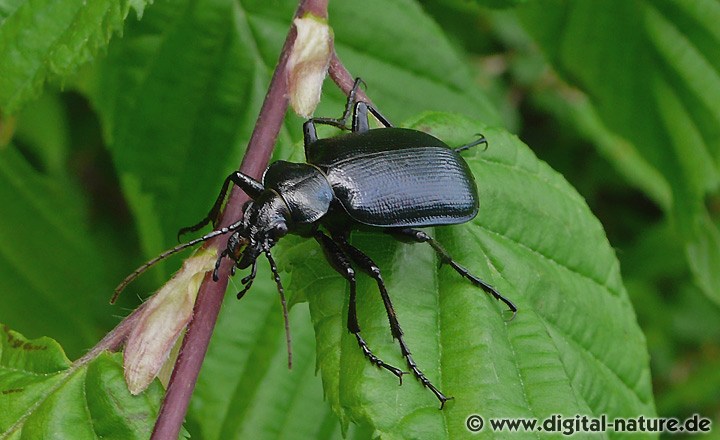 Kleiner Puppenräuber Männchen