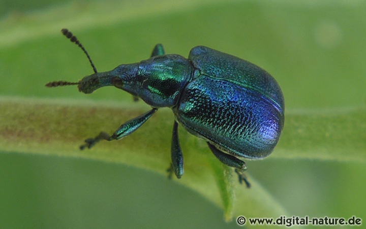 Rebenstecher Byctiscus betulae