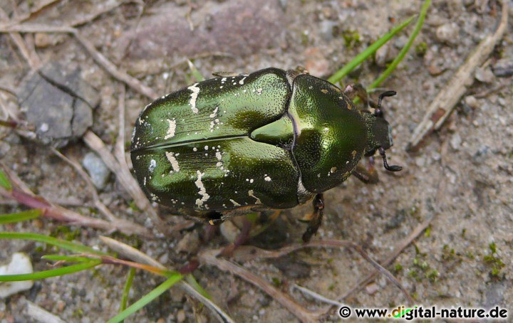 Protaetia cuprea findet man an Waldrändern oder im Hecken-Biotop
