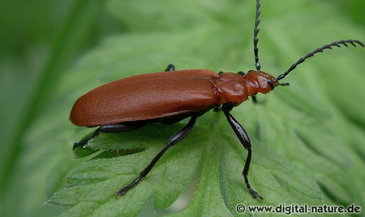 Rotköpfiger Feuerkäfer Pyrochroa serraticornis